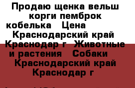 Продаю щенка вельш корги пемброк кобелька › Цена ­ 40 000 - Краснодарский край, Краснодар г. Животные и растения » Собаки   . Краснодарский край,Краснодар г.